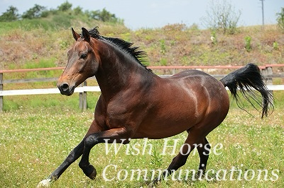 乗用馬