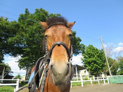 新馬調教　運動は短時間で