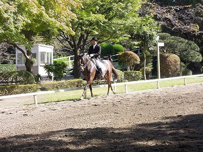 馬術競技本番演技中