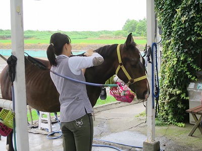 馬の成長