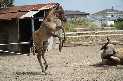 常軌を逸した運動神経とパワー