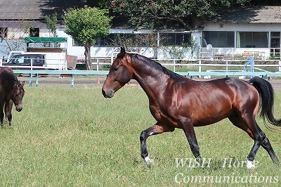 健康でよく調教された馬をパートナーに！