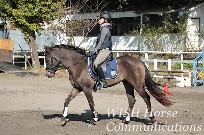 馬を立てる乗馬