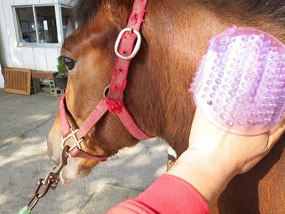 新馬調教　お手入れも大切な調教