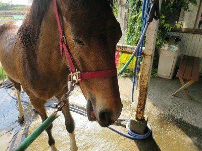 新馬調教　馬のボディーランゲージを読む
