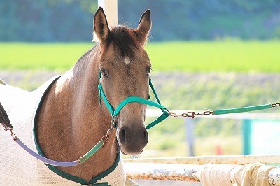 馬術競技会の準備