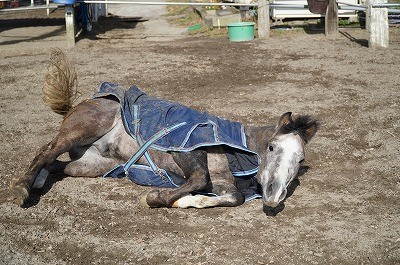 馬が気持ち良さそうに寝転ぶ姿