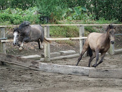 馬の飛越姿勢