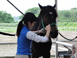 乗馬ビジターでお手入れのレッスン