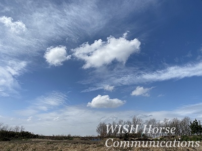 乗馬クラブの空