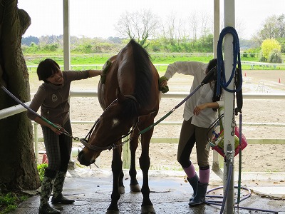 馬の手入れはとっても楽しい！