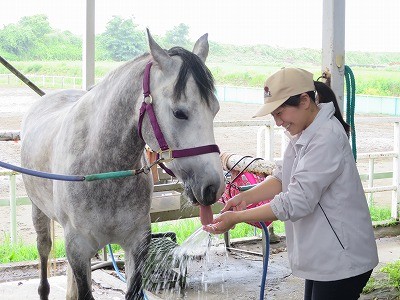 馬とコミュニケーション