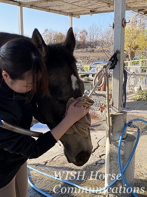 馬との絆