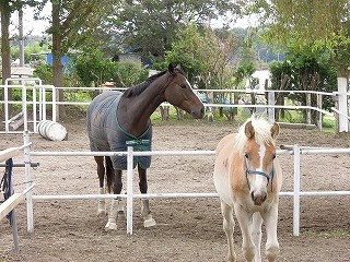 乗馬クラブではいろいろな物語があります