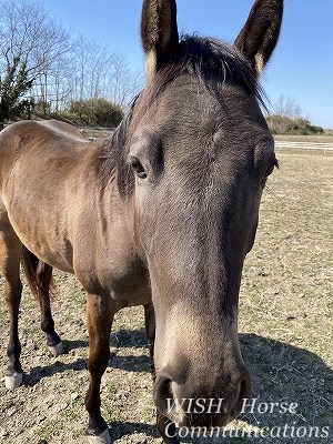 馬との幸せの時間