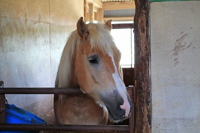 乗馬クラブの夏の風景