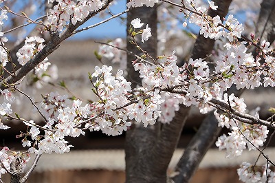 牧場の桜