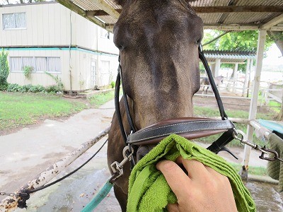 馬とラポールを築く