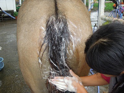 馬のしっぽシャンプー