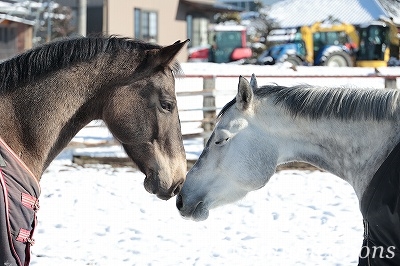雪の中の馬