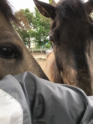 馬と仲良し