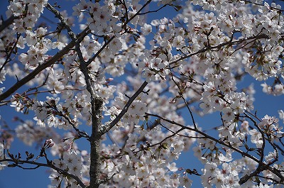 乗馬クラブの桜