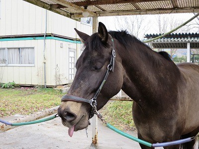 馬が喜ぶ乗馬