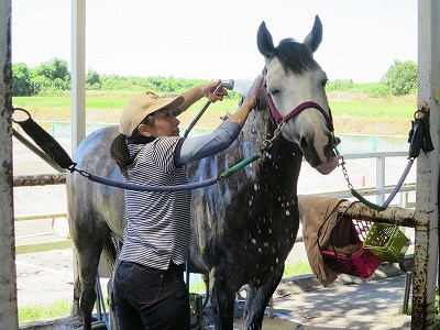 幸せな馬の手入れ