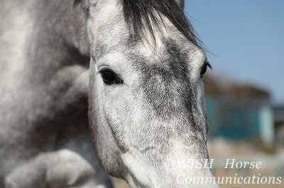 馬とのふれあいを大切にする乗馬
