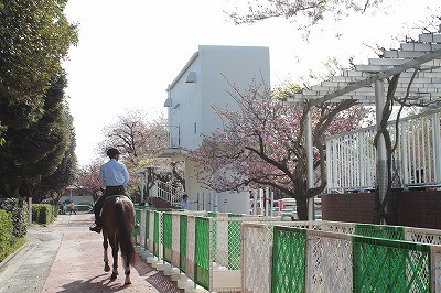 馬術競技会に出場します