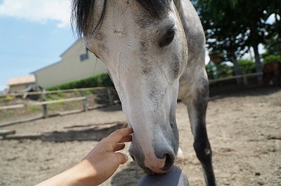 馬と愛し合いたい