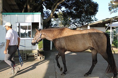 馬と愛し愛され生きるのさ！