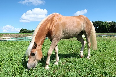 乗馬は馬の健康第一！