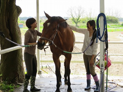 馬の手入れはとっても楽しい！