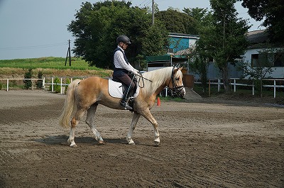 馬は調教しだい