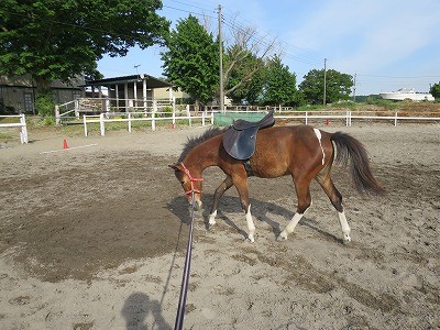 新馬調教　初めて鞍を乗せる