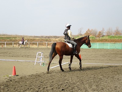 乗馬をやってみたい