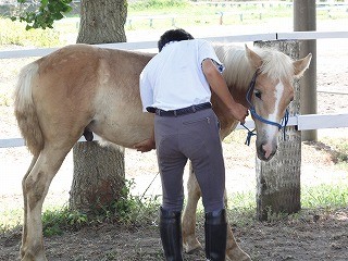 馬の馴化でなでまくり