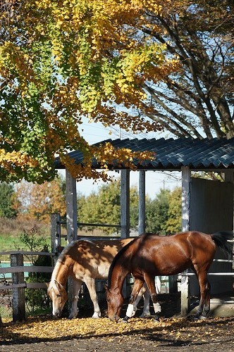 新しい乗馬の世界