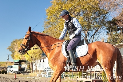 金色の馬
