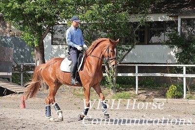 乗馬は馴致