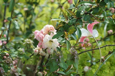 愛らしいボケの花