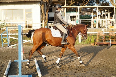 思い込みが馬との会話の邪魔をする