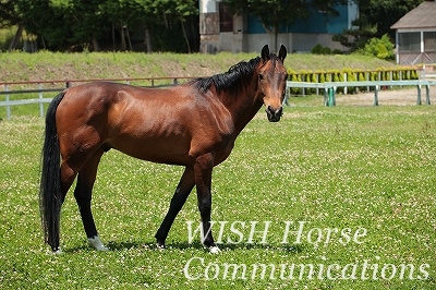 乗馬　種牡馬