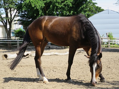 馬を馬らしく