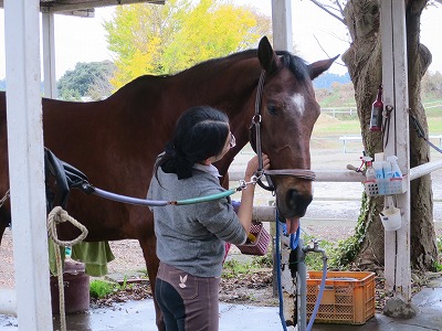 幸せの乗馬