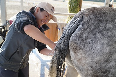 馬も気持ちいい尻尾シャンプー