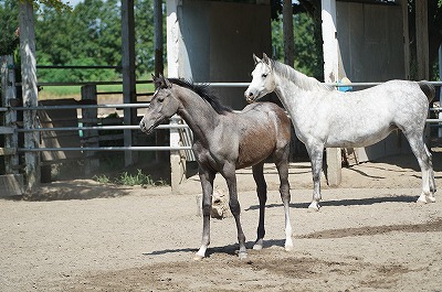 乗馬のためにはまず馬を知ること！