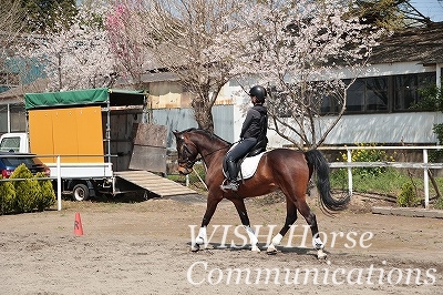 乗馬　正反動