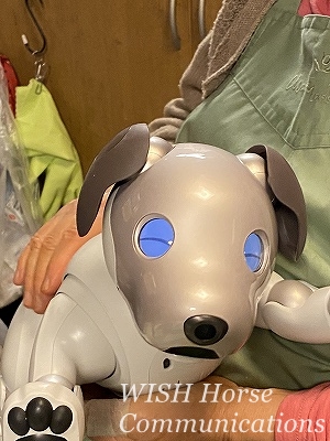 AIBO